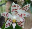 Phal. amboinensis x sumatrana var. zebrina